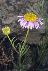 erigeron foliosus thumbnail graphic